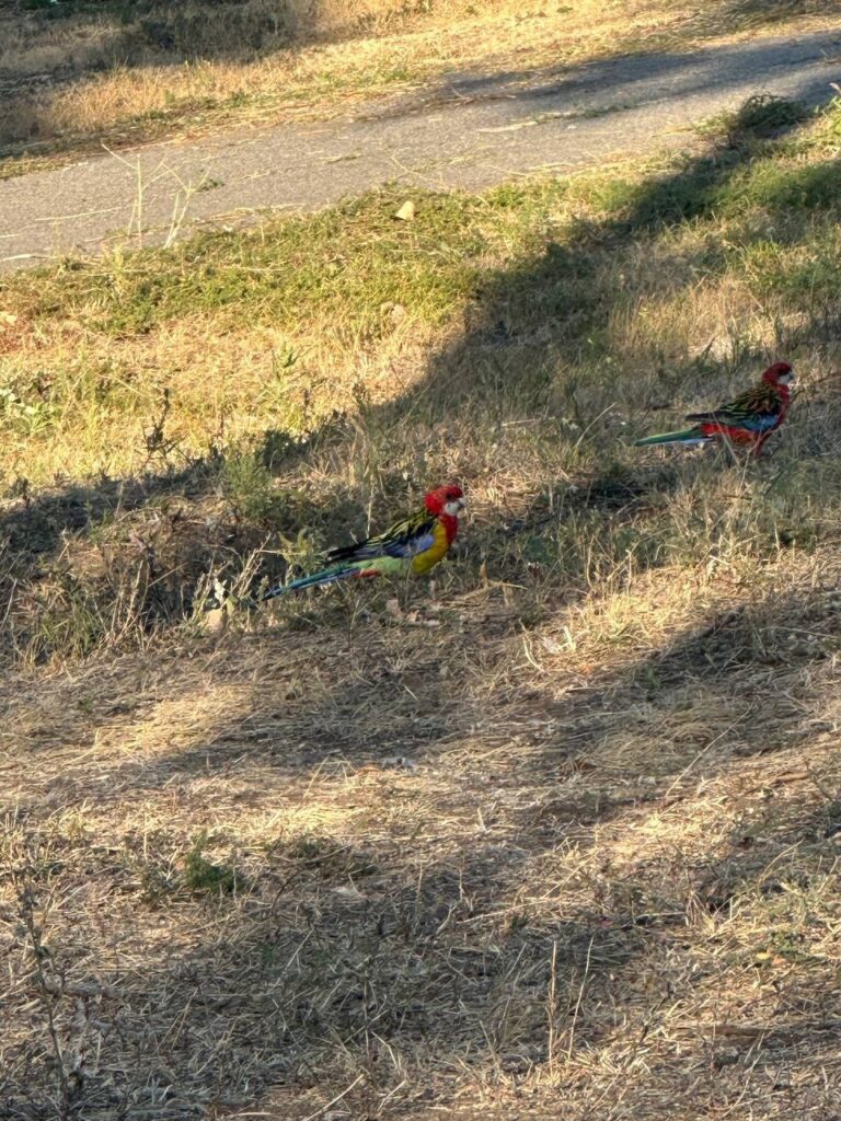 У Луганську помітили тропічного папугу