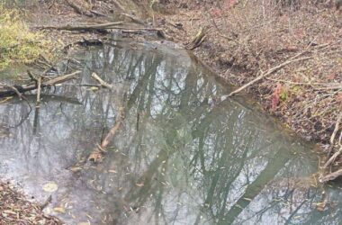 В Луганську річка перетворюється на кладовище тварин. Містяни бʼють на сполох