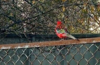 У Луганську помітили тропічного папугу