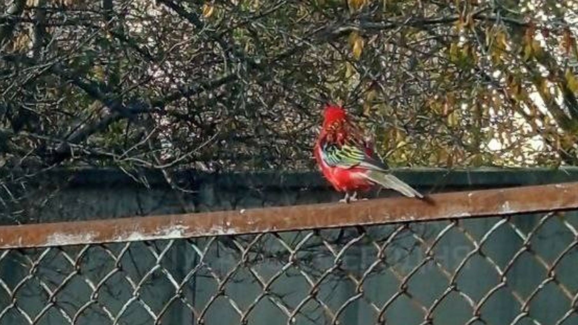 У Луганську помітили тропічного папугу