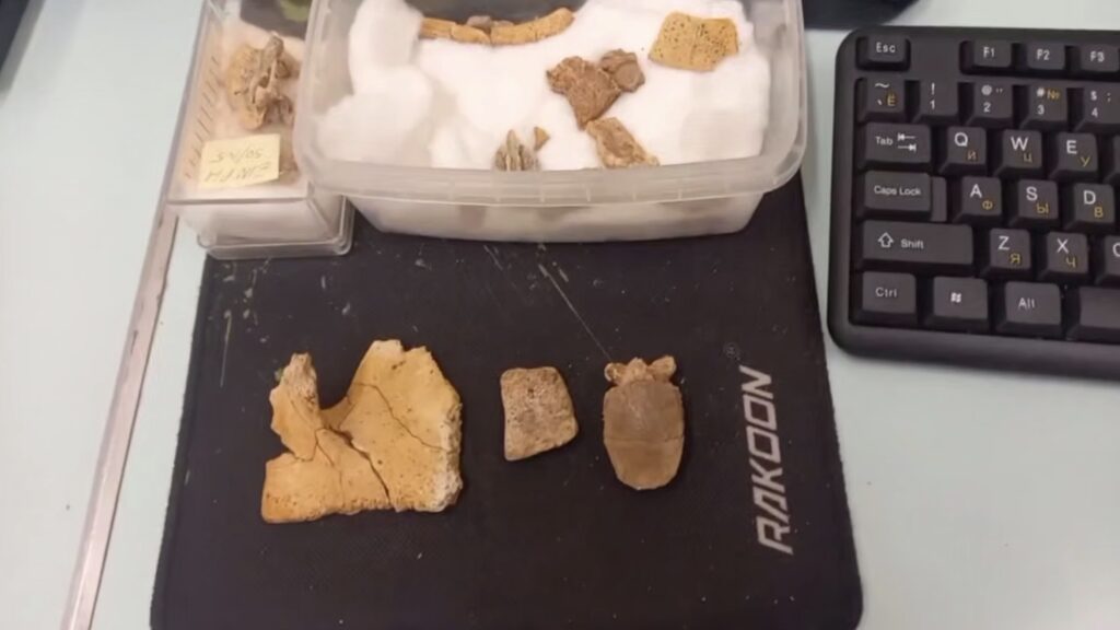 На Луганщині знайшли невідомий науці вид давніх черепах: вік скам&#8217;янілостей — 47 мільйонів років