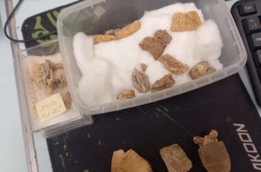 На Луганщині знайшли невідомий науці вид давніх черепах: вік скам&#8217;янілостей — 47 мільйонів років