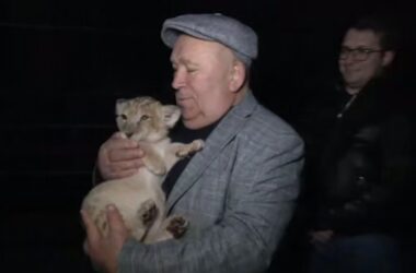 У приватному дворі на Донеччині виявили левеня, утримуване в антисанітарії