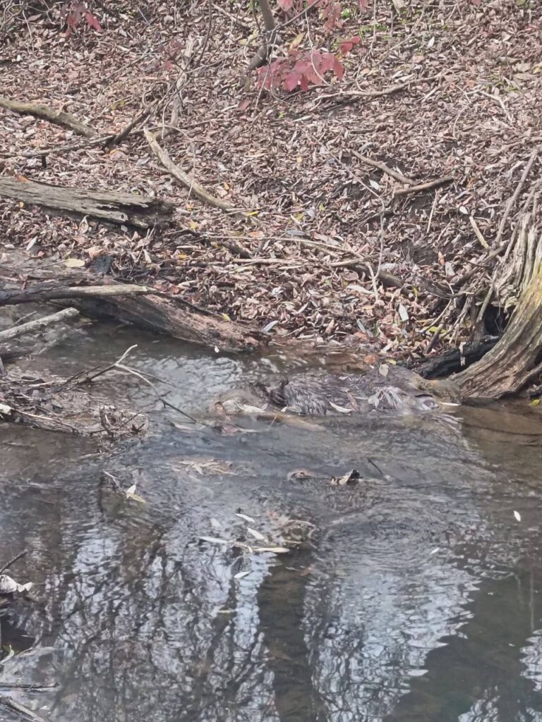 В Луганську річка перетворюється на кладовище тварин. Містяни бʼють на сполох