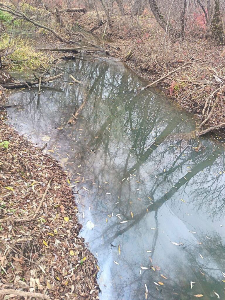 В Луганську річка перетворюється на кладовище тварин. Містяни бʼють на сполох