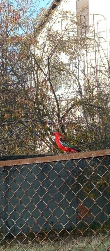 У Луганську помітили тропічного папугу