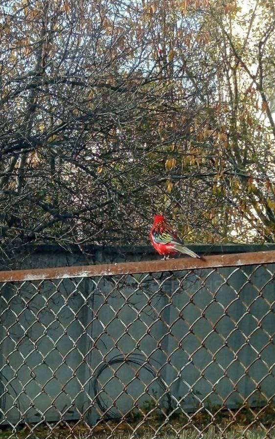 У Луганську помітили тропічного папугу