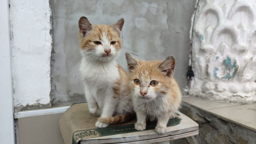Написи, які нагадують про війну. З&#8217;явились свіжі фото окупованого Сіверськодонецька