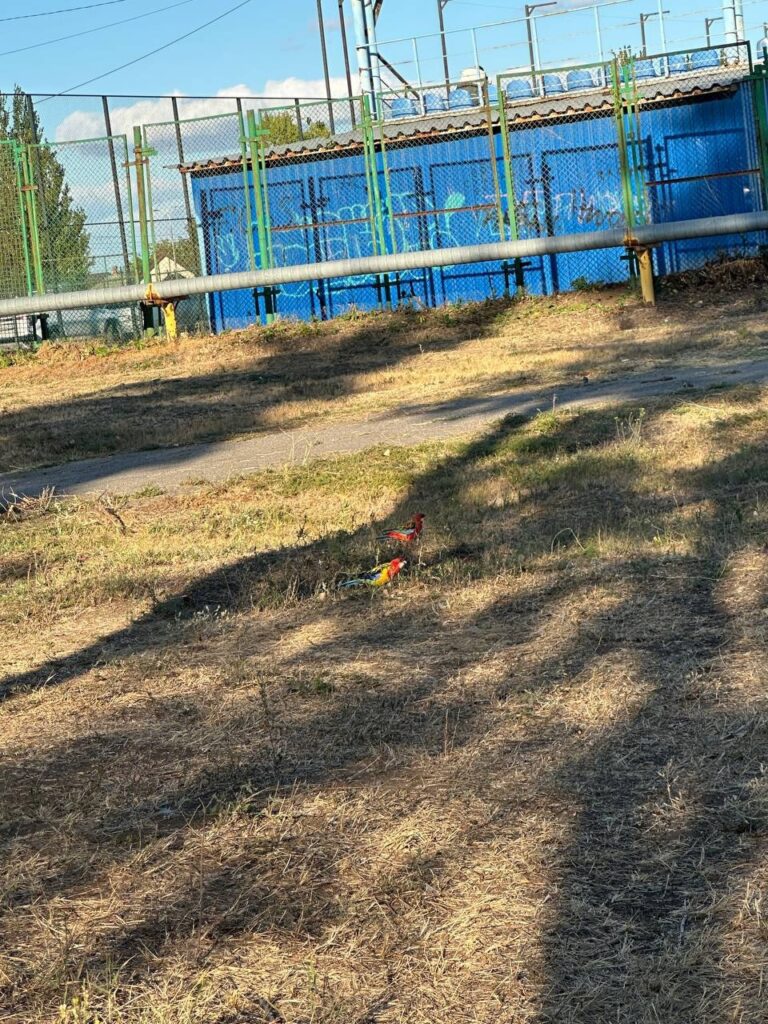 У Луганську помітили тропічного папугу