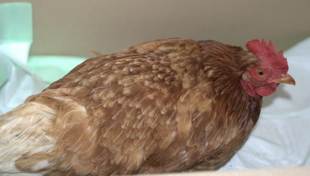 “Дві доби ділив сухарі з куркою”: на Донеччині 89-річний дідусь евакуювався з пернатою подругою