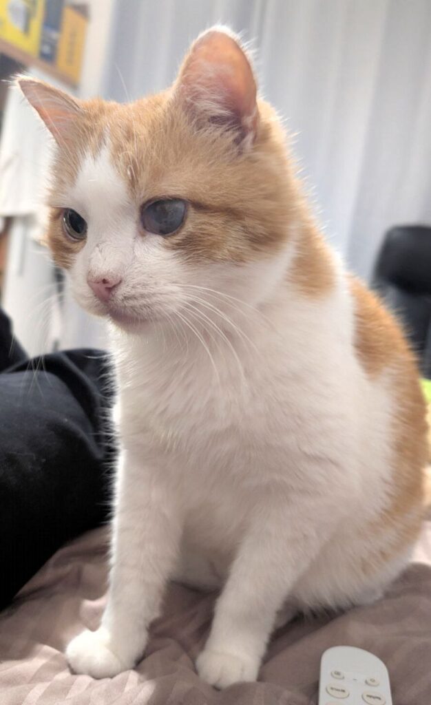 Кіт Шашлик, собака Муха та дві черепахи: як луганчани двічі евакуювали своїх тварин