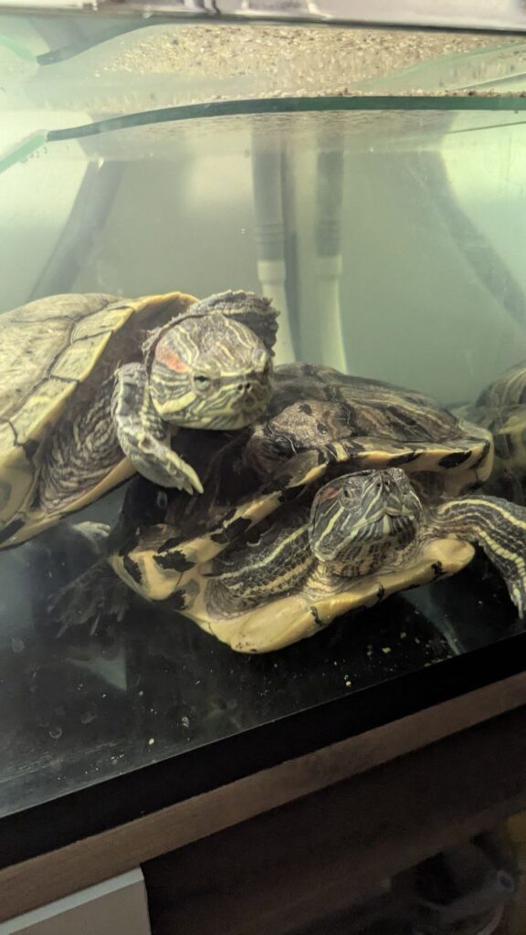 Кіт Шашлик, собака Муха та дві черепахи: як луганчани двічі евакуювали своїх тварин