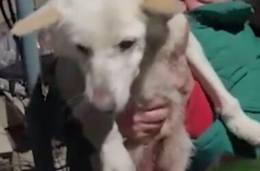 В ростовському притулку знайшли померлих від голоду собак. Туди звозили тварин з Маріуполя