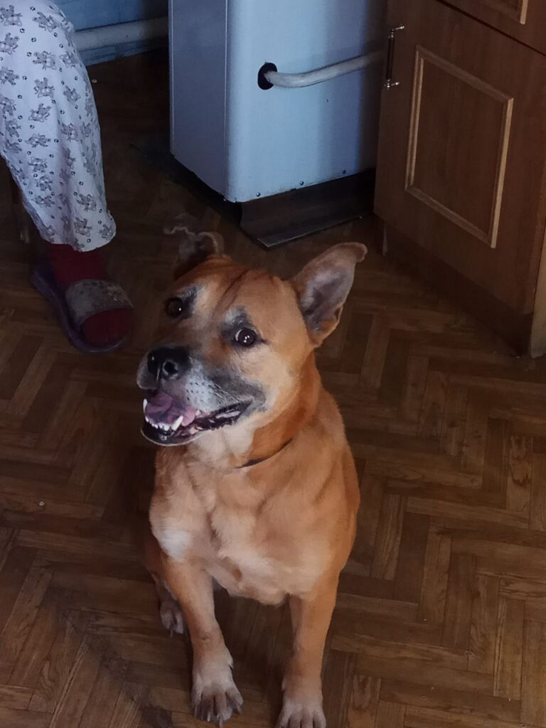 Кіт Шашлик, собака Муха та дві черепахи: як луганчани двічі евакуювали своїх тварин