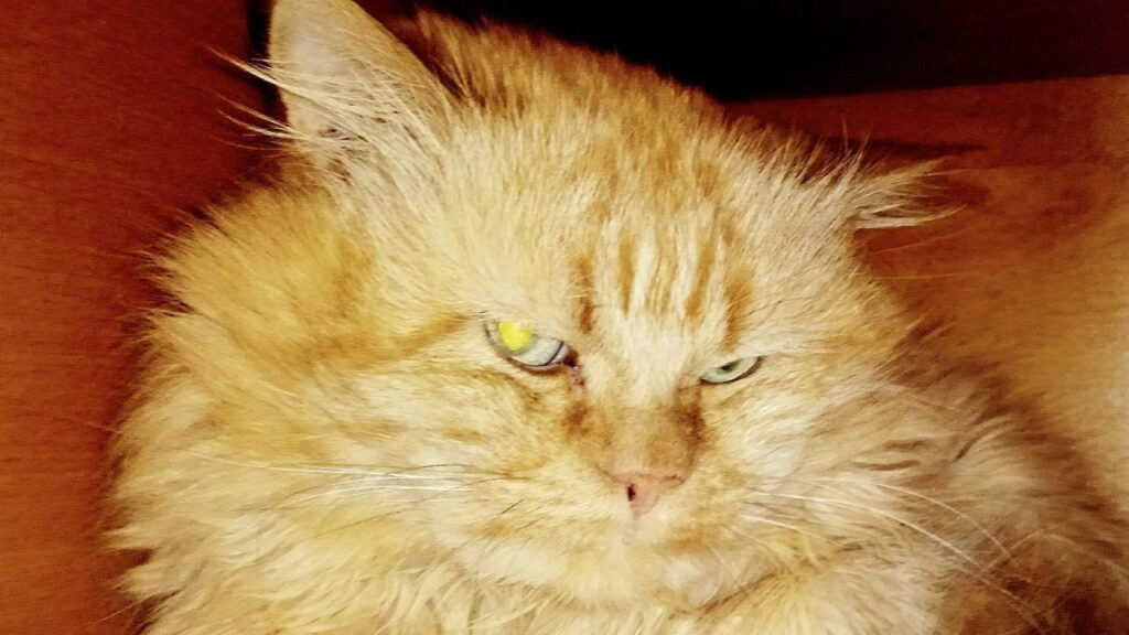 Кіт Шашлик, собака Муха та дві черепахи: як луганчани двічі евакуювали своїх тварин