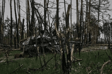 Російські війська знищили єдиний національний природний парк Луганської області &mdash; “Кремінські ліси”