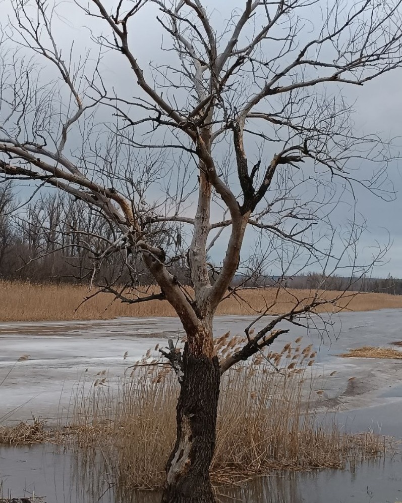 На окупованій Луганщині показали, як розлилися річки Деркул та Айдар