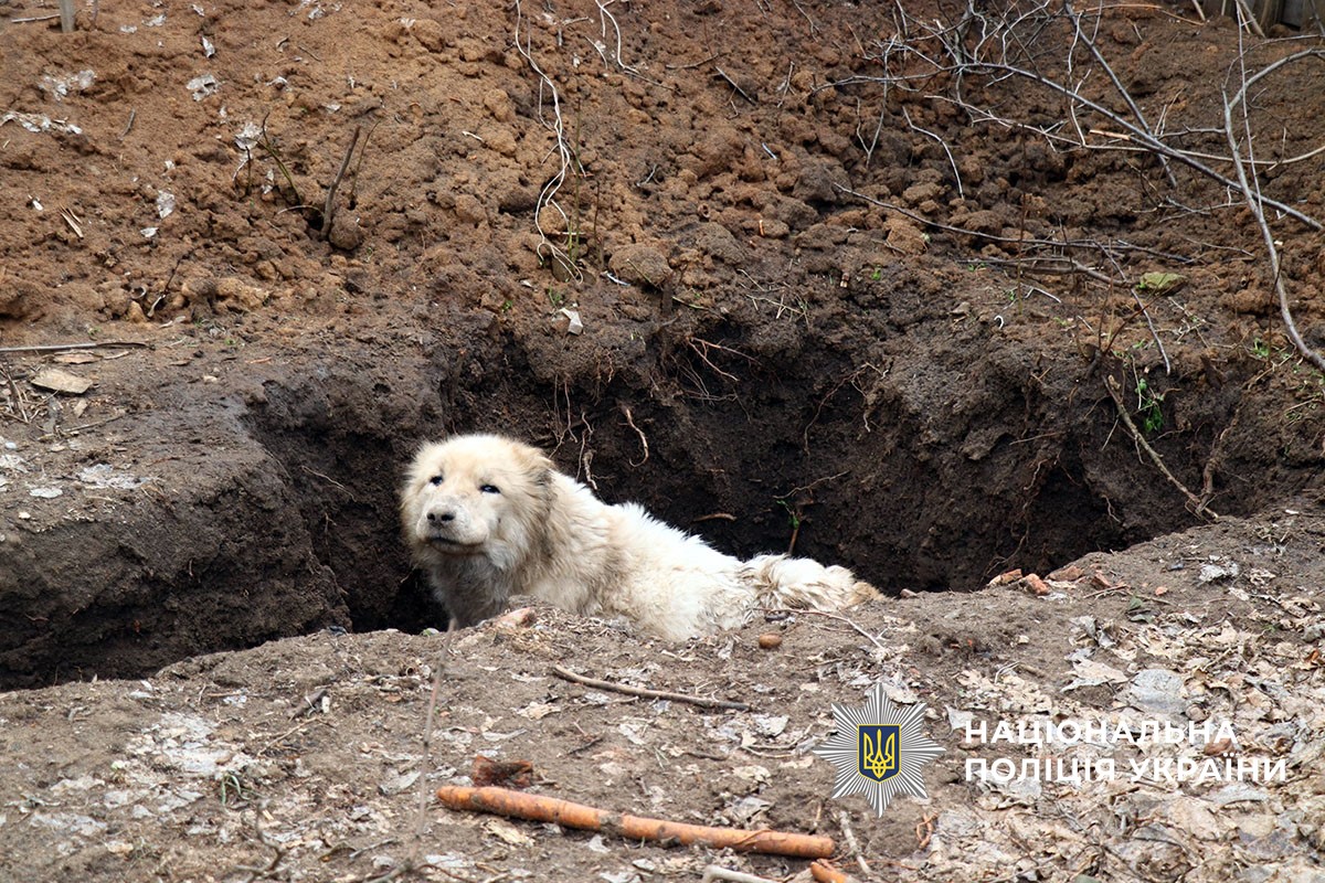 На Донеччині врятували алабая. Покинута тварина впала в яму та не могла вибратися