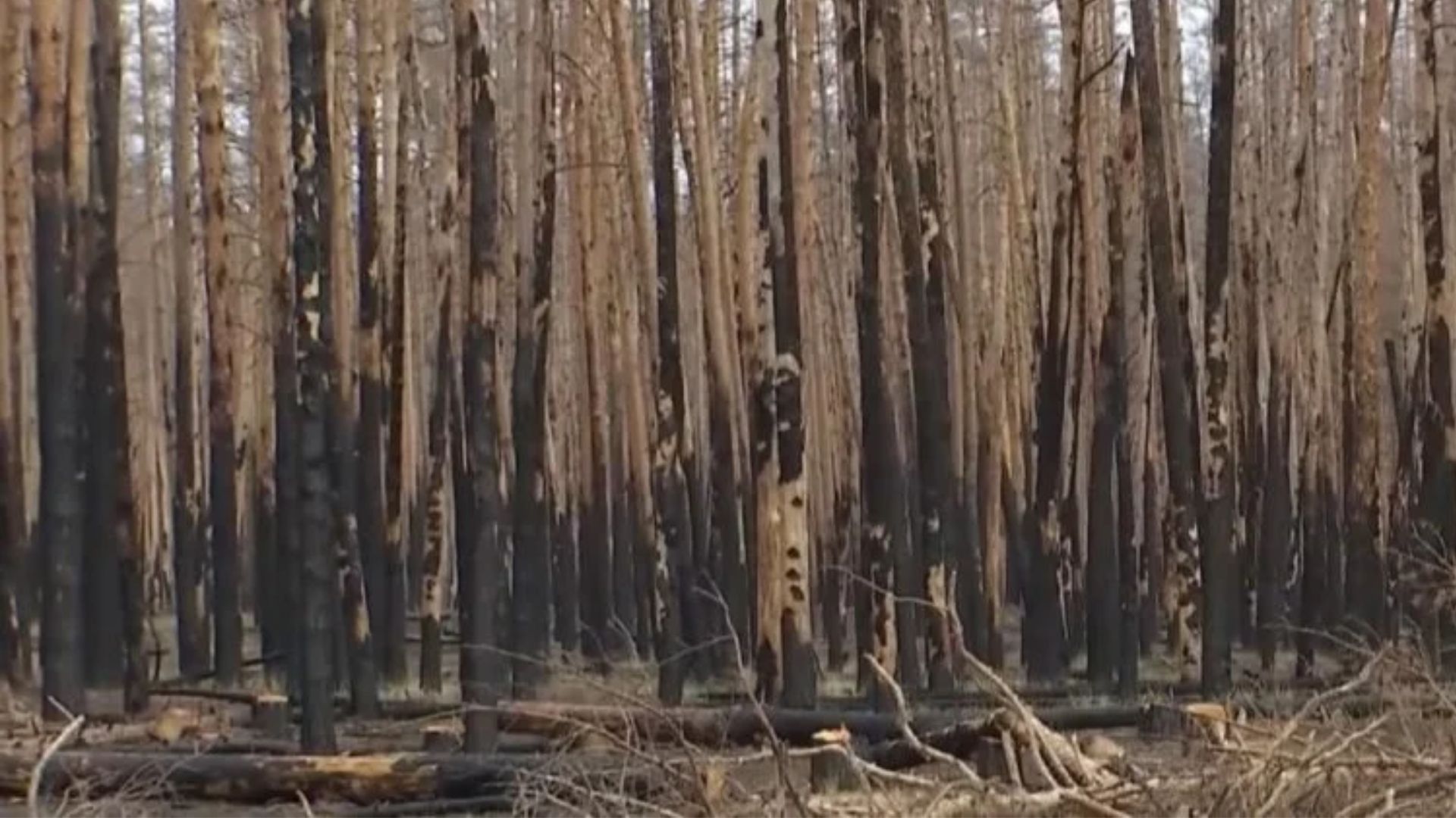 Війна РФ завдала довкіллю Луганщини збитків на понад 800 млрд гривень — дані екоінспекції