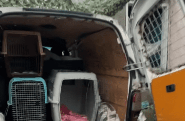 Росіяни вдарили FPV-дроном по евакуаційному автомобілю, в якому везли тварин