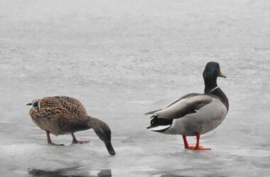 В окупованій Луганщині рахували зимуючих птахів