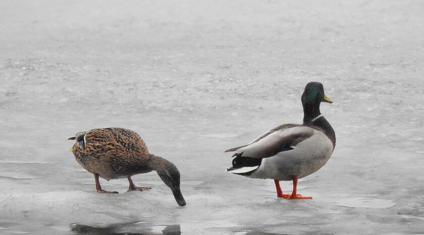 В окупованій Луганщині рахували зимуючих птахів