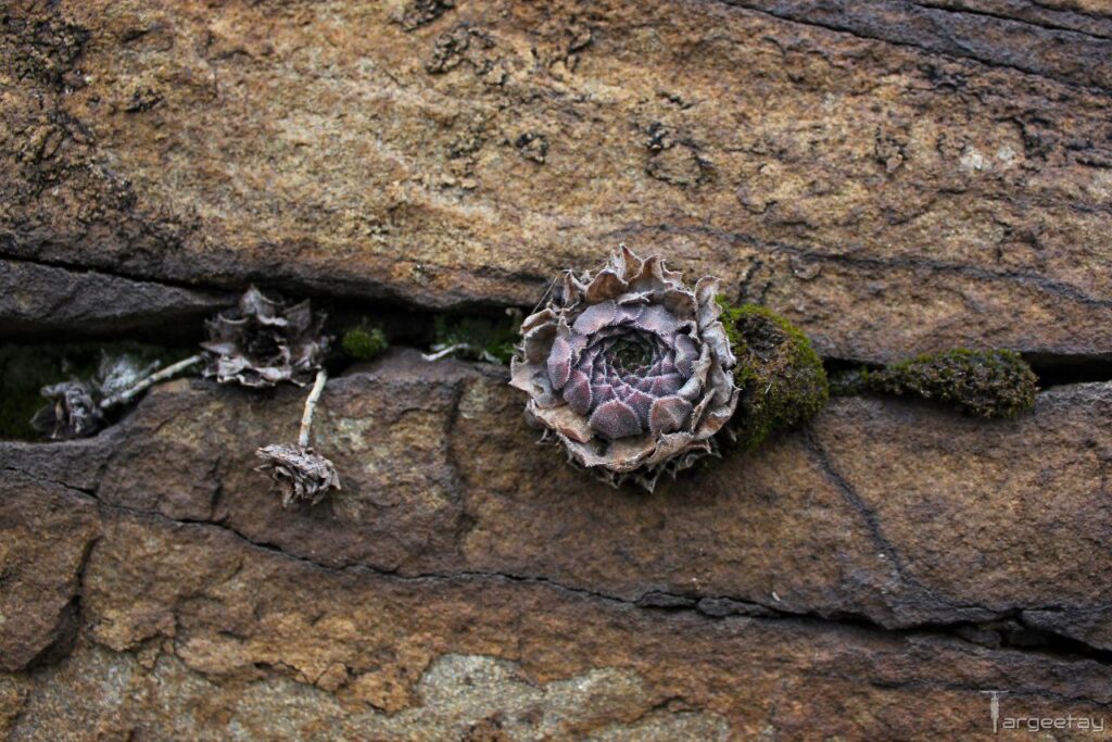 Зимова Лозова та Кам’яний замок: жителі окупованої Луганщини показали зимові пейзажі