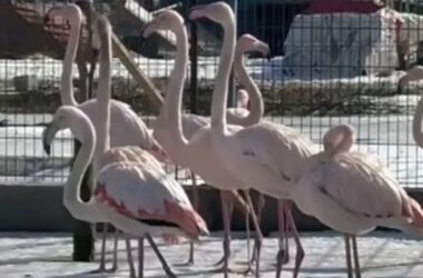 Тварини зі Слов’янська тимчасово переїдуть до екопарку на Полтавщині