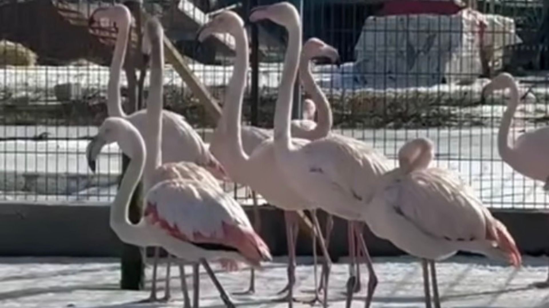 Тварини зі Слов’янська тимчасово переїдуть до екопарку на Полтавщині