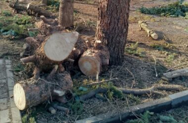 В окупованому Луганську біля колишньої обласної лікарні спиляли ялинки. Опубліковані фотографії