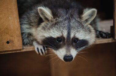 В окупованій Маківці єнот застряг на дереві. Комунальні служби відмовляються його рятувати