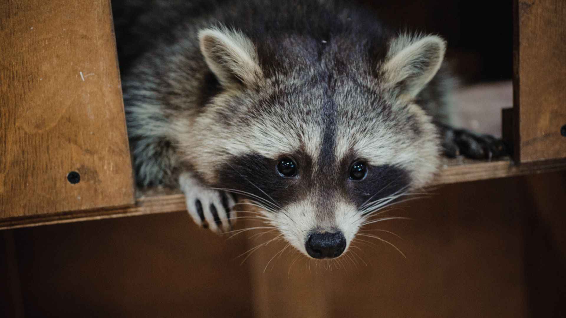 В окупованій Макіївці єнот застряг на дереві. Комунальні служби відмовляються його рятувати
