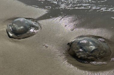 У Донецьку заявили про ідею вилову медуз в Азовському морі для виробництва колагену