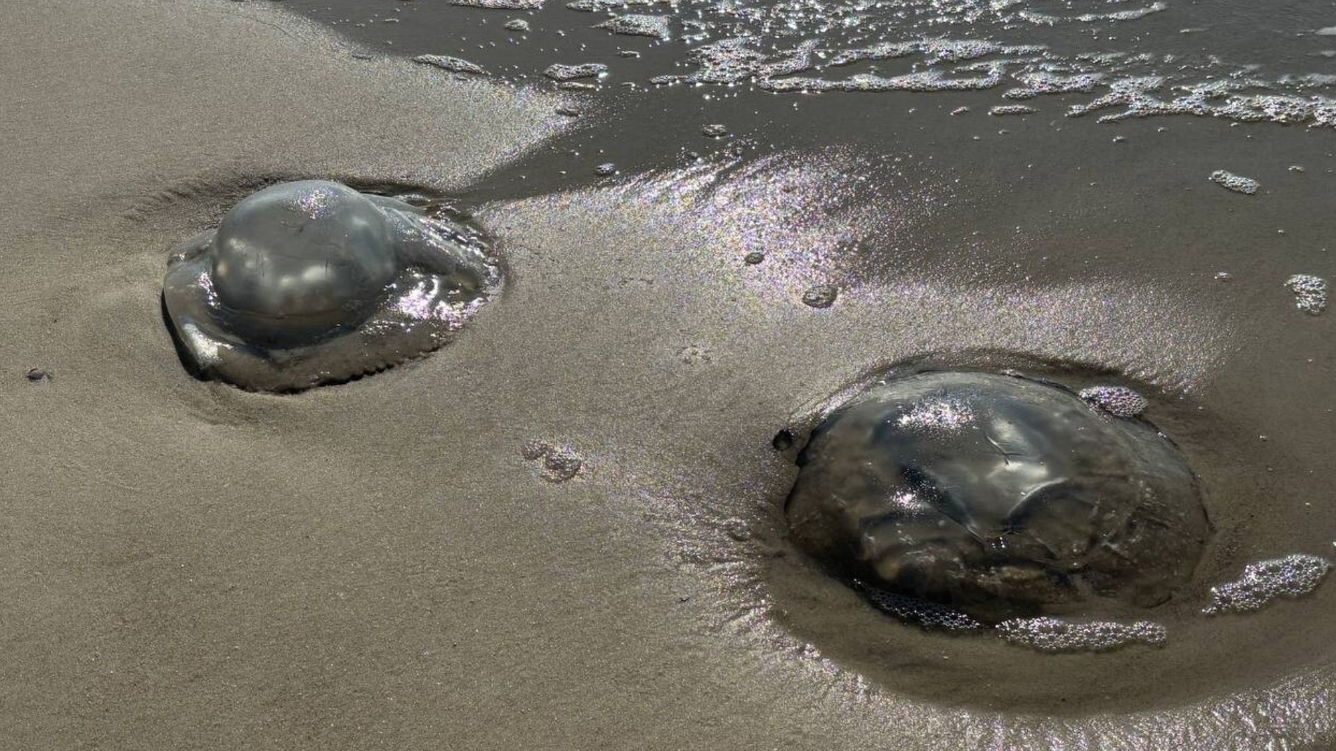 У Донецьку заявили про ідею вилову медуз в Азовському морі для виробництва колагену