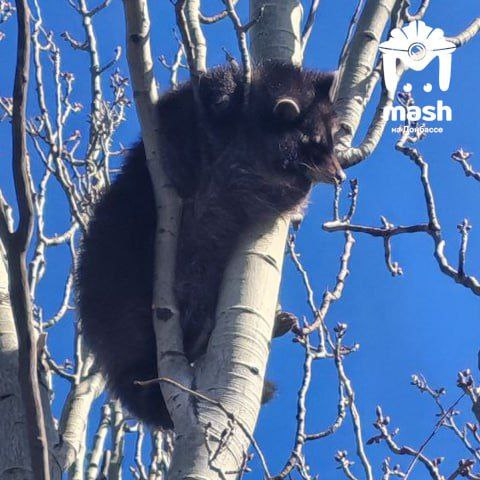 В окупованій Макіївці єнот застряг на дереві. Комунальні служби відмовляються його рятувати